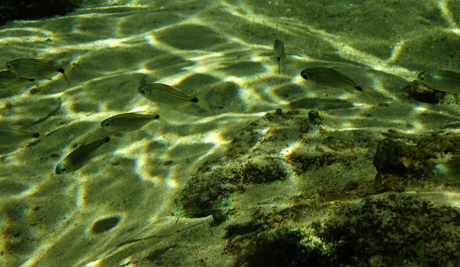 Schnorcheln im kristallklares Wasser im Fluss [15.63 mm, 1/250 Sek. bei f / 5.0, ISO 80]